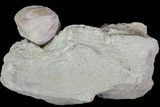 Blastoid (Pentremites) Fossil - Illinois #68955-1